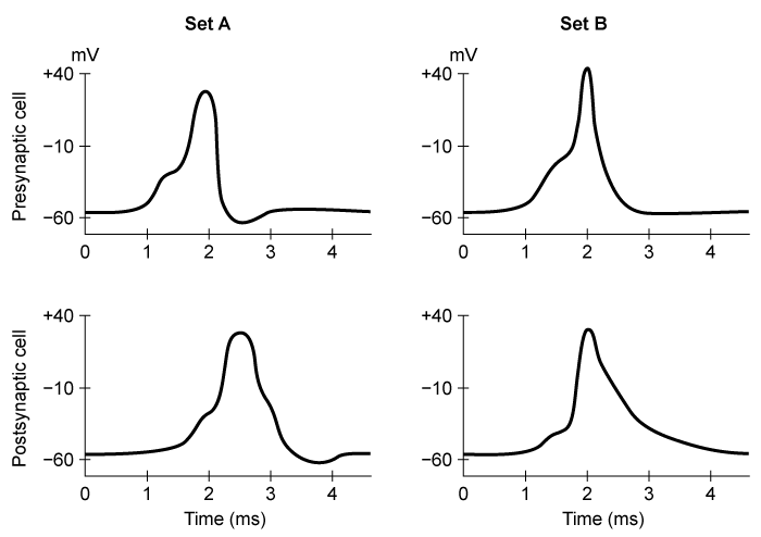 Passage In 1906, the Nobel Prize in Physiology or Medicine was awarded to two biologists for their groundbreaking work in the field of neuroanatomy.  Despite using the same technique to visualize neurons, the two biologists formed opposing theories regarding nervous system organization.Hypothesis 1:  Reticular TheoryBiologist 1 developed a neural staining technique that was carried out by fixing brain tissue in potassium dichromate (K<sub>2</sub>Cr<sub>2</sub>O<sub>7</sub>)  before treating it with silver nitrate (AgNO<sub>3</sub>) .  A silver chromate (Ag<sub>2</sub>CrO<sub>4</sub>)  precipitate deposited within the neurons, making them appear black.  The silver impregnation method was revolutionary because of two features.  First, only a random subset of neurons within a given tissue sample (~1% of the total cell population)  was subject to silver impregnation.  Second, the impregnated cells were stained in their entirety, allowing for visualization of the complete neuron.  Biologist 1 concluded that his findings supported the idea that the nervous system is a single reticulum of fused neural processes that transmit information via cytoplasmic continuity.Hypothesis 2:  Neuron DoctrineBiologist 2 modified the silver impregnation method by first subjecting the brain tissue to two rounds of staining ( double impregnation )  rather than one.  Second, where Biologist 1 studied the brain tissue of older animals with myelinated nerve fibers, Biologist 2 employed the silver stain on brain tissue from younger animals, which made it easier for the silver to impregnate the neural processes due to relative lack of myelination.  Biologist 2 reasoned that the nervous system is not a single web of interconnected fibers but rather is made up of discrete neural units that communicate via close, but not continuous, contact.The neuron doctrine was later proven correct with the advent of electron microscopy, which allowed scientists to visualize the synapse (the point of communication between two distinct neurons) .  Further investigation allowed researchers to ultimately discover that there are two types of synapses:  electrical and chemical. -The graphs below depict neural signaling across two different kinds of synapses.  One set corresponds to electrical signal transmission, and the other corresponds to chemical signal transmission.   Based on this information, does the data in Set A depict action potential transmission across a chemical or electrical synapse? A) Chemical; because molecular signals must diffuse across the intercellular space B) Chemical; because one presynaptic potential leads to continuous postsynaptic stimulation C) Electrical; because the charge of the current is the same in both the pre- and postsynaptic neurons D) Electrical; because electrical synapses transmit signals bidirectionally