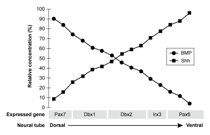 Passage Neurulation refers to the early formation of the nervous system in vertebrate embryos and begins when the notochord, a rodlike mesodermal structure, induces neural tube and neural crest cell formation in the ectoderm.  Neural tube defects (NTDs)  arise from abnormalities in the development of the neural tube and can range from mild to severe, depending on which portion of the tube is affected.  Spina bifida, a form of NTD, is divided into three categories.  The most serious subclassification of spina bifida is myelomeningocele, which occurs when the lower spine fails to close, which leaves the spinal cord and nerve roots in the lower back damaged and exposed.NTDs are thought to be caused in part by folate deficiency.  Folate plays a critical role in normal cell division and growth as it is a necessary coenzyme for DNA synthesis and methylation.  Mutations in several genes involved in folate metabolism have been associated with an increased risk for NTDs.  It has been hypothesized that folate decreases NTD risk by ameliorating oxidative stress, thereby reducing damage to developing cells in the embryo.  Certain maternal conditions, such as high blood glucose, increase the risk of NTD development by enhancing embryonic oxidative stress during crucial developmental periods.A study was conducted to examine how supplementation with folic acid, the dietary form of folate, affected pregnant women who were identified to have preexisting diabetes, pregestational obesity (another risk factor for NTD) , or no preexisting conditions (control group) .  Higher folic acid intake decreased the incidence of embryonic NTDs among pregnant women with diabetes, but no significant effect was found for pregnant women who were obese. Adapted from Parker SE, Yazdy MM, Tinker SC, Mitchell AA, Werler MM. The impact of folic acid intake on the association among diabetes mellitus, obesity, and spina bifida. Am J Obstet Gynecol. 2013;209(3) :239.e1-8. -In vertebrates, researchers found that the concentration pattern of the signaling proteins Sonic Hedgehog (Shh)  and Bone Morphogenic Protein (BMP)  defined specific regions of expression for various genes involved in neural tube development.  The results of their investigation are shown in the graph provided.   Based on the data, which statement best explains how Shh specifies the dorsal and ventral fates of the developing neural tube? A) Shh influences the expression of genes necessary for cell division. B) Shh diffuses along a concentration gradient to signal cell differentiation. C) Shh signals for development of the ventral neural tube only. D) Shh acts as a receptor for BMP in the developing neural tube.