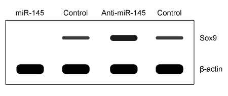 Passage Osteoarthritis (OA)  is a disorder marked by the deterioration of articular (hyaline)  cartilage, the connective tissue lining the ends of bones at most movable joints.  The progressive erosion of articular cartilage in OA is thought to be caused by an inflammatory response induced by years of biomechanical stress due to excessive compression and friction.  This response involves the release of proteolytic enzymes that break down cartilaginous proteins.  The progressive breakdown of articular cartilage ultimately results in complete exposure of the cortical portion of the underlying subchondral bone with narrowing of the joint space.  Repeated and abnormal joint stress can also cause the development of osteophytes, or bony growths, that form on the subchondral bone.  These degenerative processes cause pain and restrict joint movement.Stem cell therapy, in which injected or grafted stem cells are induced to differentiate into chondrocytes (cartilage cells) , is a potential new treatment for OA.  To further understand chondrogenesis, researchers have been studying the molecules that regulate the expression and activity of the transcription factor Sox9, which has been shown to promote chondrocyte differentiation.  For example, researchers have found that binding of the growth factor TGF-β to its receptor results in Sox9 activation.MicroRNAs (miRNAs) , which are known to alter gene expression by acting at the translational level, are also potential regulators of Sox9.  In particular, miRNA-145 is thought to regulate Sox9 expression by binding to the 3′-UTR of the Sox9 mRNA transcript.  After chondrocyte differentiation was induced using TGF-β, researchers used Western blotting to generate an expression profile of Sox9 and β-actin (a protein not regulated by miRNA-145)  in mouse stem cells transfected with miRNA-145, anti-miRNA-145, or neither (Figure 1) .    <strong>Figure 1</strong>  Expression of Sox9 in the presence and absence of miRNA-145 or anti-miRNA-145 following induction of chondrocyte differentiation Adapted from Yang B, Guo H, Zhang Y, Chen L, Ying D, Dong S. MicroRNA-145 regulates chondrogenic differentiation of mesenchymal stem cells by targeting Sox9. PLoS ONE. 2011;6(7) :e21679. -Luciferase is an enzyme responsible for bioluminescence (light emission) .  Researchers engineered a reporter vector (shown below)  that results in the expression of a hybrid transcript containing luciferase and the Sox9 3′- UTR.   The vector was transfected into two groups of mouse stem cells, Group A and Group B.  Cells in Group B were also transfected with a miR-145 mimic, which was designed to imitate mature endogenous miRNA in the cell.  Given this information, luciferase bioluminescence will most likely be detected in: A) Group A cells only. B) Group B cells only. C) both Group A and Group B cells. D) neither Group A nor Group B cells.