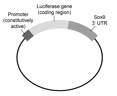 Passage Osteoarthritis (OA)  is a disorder marked by the deterioration of articular (hyaline)  cartilage, the connective tissue lining the ends of bones at most movable joints.  The progressive erosion of articular cartilage in OA is thought to be caused by an inflammatory response induced by years of biomechanical stress due to excessive compression and friction.  This response involves the release of proteolytic enzymes that break down cartilaginous proteins.  The progressive breakdown of articular cartilage ultimately results in complete exposure of the cortical portion of the underlying subchondral bone with narrowing of the joint space.  Repeated and abnormal joint stress can also cause the development of osteophytes, or bony growths, that form on the subchondral bone.  These degenerative processes cause pain and restrict joint movement.Stem cell therapy, in which injected or grafted stem cells are induced to differentiate into chondrocytes (cartilage cells) , is a potential new treatment for OA.  To further understand chondrogenesis, researchers have been studying the molecules that regulate the expression and activity of the transcription factor Sox9, which has been shown to promote chondrocyte differentiation.  For example, researchers have found that binding of the growth factor TGF-β to its receptor results in Sox9 activation.MicroRNAs (miRNAs) , which are known to alter gene expression by acting at the translational level, are also potential regulators of Sox9.  In particular, miRNA-145 is thought to regulate Sox9 expression by binding to the 3′-UTR of the Sox9 mRNA transcript.  After chondrocyte differentiation was induced using TGF-β, researchers used Western blotting to generate an expression profile of Sox9 and β-actin (a protein not regulated by miRNA-145)  in mouse stem cells transfected with miRNA-145, anti-miRNA-145, or neither (Figure 1) .    <strong>Figure 1</strong>  Expression of Sox9 in the presence and absence of miRNA-145 or anti-miRNA-145 following induction of chondrocyte differentiation Adapted from Yang B, Guo H, Zhang Y, Chen L, Ying D, Dong S. MicroRNA-145 regulates chondrogenic differentiation of mesenchymal stem cells by targeting Sox9. PLoS ONE. 2011;6(7) :e21679. -Luciferase is an enzyme responsible for bioluminescence (light emission) .  Researchers engineered a reporter vector (shown below)  that results in the expression of a hybrid transcript containing luciferase and the Sox9 3′- UTR.   The vector was transfected into two groups of mouse stem cells, Group A and Group B.  Cells in Group B were also transfected with a miR-145 mimic, which was designed to imitate mature endogenous miRNA in the cell.  Given this information, luciferase bioluminescence will most likely be detected in: A) Group A cells only. B) Group B cells only. C) both Group A and Group B cells. D) neither Group A nor Group B cells.