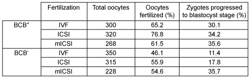 Passage Domestic pigs have been used as valuable preclinical models for scientific research due to their numerous anatomical, developmental, and physiological similarities to humans.  For example, oogenesis and embryonic development in pigs are remarkably similar to the human processes and have facilitated the study of impaired fertilization due to decreased oocyte competence (quality) .Researchers have hypothesized that early termination of embryo development can arise from low mitochondrial DNA (mtDNA)  copy number.  Because mtDNA replication and reduction events have been extensively mapped in pigs, oocytes and sperm were isolated from their respective porcine gonads to test this hypothesis.Experiment 1To evaluate the developmental competence of porcine oocytes, researchers first measured the activity of glucose-6-phosphate dehydrogenase (G6PD) , an enzyme that is downregulated as the oocyte matures.  The oocytes were stained with Brilliant Cresyl Blue (BCB) , a nontoxic blue dye that is converted to a colorless compound by G6PD.  After 90 minutes of staining, oocytes were divided into two groups: one contained oocytes with colorless cytoplasm (BCB<sup>−</sup>)  and the other contained oocytes with blue cytoplasm (BCB<sup>+</sup>) .  Gene expression profiles were compared to evaluate the number of oocytes in the BCB<sup>+</sup> and BCB<sup>−</sup> groups that had developed to metaphase II.Experiment 2BCB<sup>+</sup> and BCB<sup>−</sup> oocytes underwent in vitro fertilization (IVF) , intracytoplasmic sperm injection (ICSI) , or supplementation with homogeneous mitochondria and ICSI (mICSI) .  During IVF, an isolated oocyte was placed in a well plate and incubated with sperm at 39 C for 4 hours.  In ICSI, a single sperm was selected and injected directly into the oocyte.<strong>Table 1</strong>  Developmental Rates for BCB<sup>+</sup> and BCB<sup>−</sup> Oocytes Fertilized Subjected to IVF, ICSI, or mICSI    Adapted from Cagnone GL, Tsai TS, Makanji Y, et al. Sci Rep. 2016;6:23229. -What conclusions can be made about the production of blastocysts by the fertilization methods shown in Table 1? A) ICSI is a less accurate fertilization method than IVF. B) ICSI allows mitochondria to be more readily incorporated into the blastocysts than IVF. C) Blastocysts generated by IVF are more likely to become inviable. D) mICSI is a more successful technique than IVF and ICSI in the BCB<sup>−</sup> group.