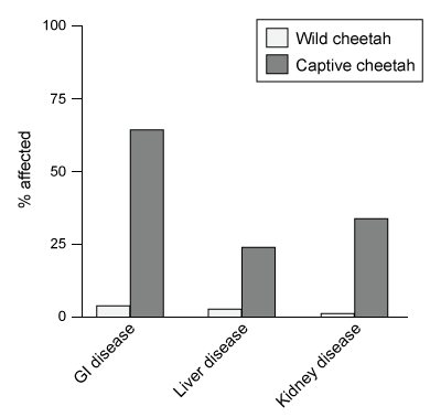 Passage The Namibian cheetah (Acinonyx jubatus jubatus) , the world's fastest land-dwelling animal, hunts across the African grasslands using high-speed sprints.  Cheetahs possess unique anatomical features specialized for speed, including an aerodynamic skull, elongated legs, and an enlarged heart.  These physiological adaptations have occurred over time and allow cheetahs to achieve speeds greater than 100 km/h.  However, due to their small body and slender limbs, cheetahs (50-64 kg)  are limited with regard to the size of the animals they can successfully hunt and therefore typically prey on slightly smaller species that inhabit open grasslands.It is believed that around 12,000 years ago, Namibian cheetahs experienced an environmental catastrophe that drastically reduced their population.  The small number of surviving cheetahs began mating with one another, which led to severe inbreeding depression.  Over time, the offspring of subsequent generations exhibited decreased fitness, reduced fecundity (number of offspring) , and sustained a loss of major histocompatibility complex (MHC)  allele diversity.  To study if low MHC diversity correlates with low fitness in cheetahs, scientists analyzed the genetic diversity and disease prevalence in a group of free-ranging and captive male cheetahs.Experiment 1MHC allele genotyping and analysis was performed in wild (free-ranging)  and captive male cheetahs (Figure 1) .  Because MHC diversity is strongly correlated with genetic diversity, MHC diversity is used as a marker for an organism's overall genetic variability.    <strong>Figure 1</strong>  Evaluation of heterozygosity in (A)  wild and (B)  captive male cheetahs born between 1976 and 2007 (Note:  Each data point represents a single male cheetah.) Experiment 2Disease prevalence was evaluated in wild and captive male cheetahs by quantitative analysis of symptoms relating gastrointestinal, liver, and kidney disease.  The percentages of cheetahs affected by each disease are shown in Figure 2.    <strong>Figure 2</strong>  Evaluation of disease prevalence in wild and captive male cheetahsExperiment 3Fecal cortisol levels were noninvasively evaluated in wild and captive cheetahs over a period of 6 months (Figure 3) .    <strong>Figure 3</strong>  Average fecal cortisol concentrations of wild and captive male cheetahs Adapted from Castro-prieto A, Wachter B, Sommer S. Cheetah paradigm revisited: MHC diversity in the world's largest free-ranging population. Mol Biol Evol. 2011;28(4) :1455-68. -Which of the following statements best explains the trend shown in Figure 1?  (Note:  Captive cheetahs are generally housed individually.)  A) Captive cheetahs are bred with close relatives. B) Captive cheetahs are selectively outbred. C) Captive cheetah populations are in Hardy-Weinberg equilibrium. D) Captive cheetahs have increased fecundity.