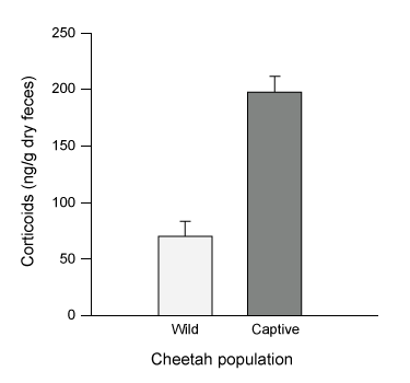 Passage The Namibian cheetah (Acinonyx jubatus jubatus) , the world's fastest land-dwelling animal, hunts across the African grasslands using high-speed sprints.  Cheetahs possess unique anatomical features specialized for speed, including an aerodynamic skull, elongated legs, and an enlarged heart.  These physiological adaptations have occurred over time and allow cheetahs to achieve speeds greater than 100 km/h.  However, due to their small body and slender limbs, cheetahs (50-64 kg)  are limited with regard to the size of the animals they can successfully hunt and therefore typically prey on slightly smaller species that inhabit open grasslands.It is believed that around 12,000 years ago, Namibian cheetahs experienced an environmental catastrophe that drastically reduced their population.  The small number of surviving cheetahs began mating with one another, which led to severe inbreeding depression.  Over time, the offspring of subsequent generations exhibited decreased fitness, reduced fecundity (number of offspring) , and sustained a loss of major histocompatibility complex (MHC)  allele diversity.  To study if low MHC diversity correlates with low fitness in cheetahs, scientists analyzed the genetic diversity and disease prevalence in a group of free-ranging and captive male cheetahs.Experiment 1MHC allele genotyping and analysis was performed in wild (free-ranging)  and captive male cheetahs (Figure 1) .  Because MHC diversity is strongly correlated with genetic diversity, MHC diversity is used as a marker for an organism's overall genetic variability.    <strong>Figure 1</strong>  Evaluation of heterozygosity in (A)  wild and (B)  captive male cheetahs born between 1976 and 2007 (Note:  Each data point represents a single male cheetah.) Experiment 2Disease prevalence was evaluated in wild and captive male cheetahs by quantitative analysis of symptoms relating gastrointestinal, liver, and kidney disease.  The percentages of cheetahs affected by each disease are shown in Figure 2.    <strong>Figure 2</strong>  Evaluation of disease prevalence in wild and captive male cheetahsExperiment 3Fecal cortisol levels were noninvasively evaluated in wild and captive cheetahs over a period of 6 months (Figure 3) .    <strong>Figure 3</strong>  Average fecal cortisol concentrations of wild and captive male cheetahs Adapted from Castro-prieto A, Wachter B, Sommer S. Cheetah paradigm revisited: MHC diversity in the world's largest free-ranging population. Mol Biol Evol. 2011;28(4) :1455-68. -Which of the following statements best explains the trend shown in Figure 1?  (Note:  Captive cheetahs are generally housed individually.)  A) Captive cheetahs are bred with close relatives. B) Captive cheetahs are selectively outbred. C) Captive cheetah populations are in Hardy-Weinberg equilibrium. D) Captive cheetahs have increased fecundity.