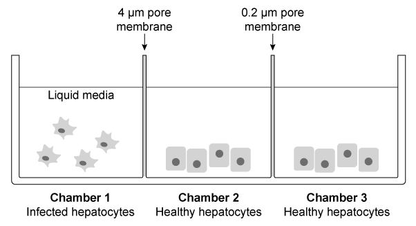 Passage Viruses are known as obligate intracellular parasites because they cannot reproduce independently (outside of a host cell) .  Viral genomes (RNA or DNA)  are enclosed by a protein shell known as the capsid.  Some viruses, known as enveloped viruses, have an additional phospholipid bilayer that fully envelops the capsid.  Viruses that lack this outermost phospholipid covering are labeled non-enveloped.  The entry of either enveloped or nonenveloped viruses into a host cell enables the production of viral proteins and the subsequent assembly of viral progeny.Immune cells (B and T cells)  protect host organisms against viral infections by recognizing viral particles (antigens)  as foreign.  In response to the recognition of foreign particles, antigen-presenting cells display cleaved antigens (also known as antigen fragments)  on their surface, which enable the activation of other immune cells that stimulate an immune response, including the production of neutralizing antibodies.An example of an infectious disease is viral hepatitis (inflammation of the liver) , which can be caused by any one of five distinct hepatitis viruses (A-E)  that infect hepatocytes (liver cells) .  HAV, HCV, and HEV contain positive-sense, single-stranded RNA (+ssRNA)  as genetic material.  In contrast, HBV has a partially double-stranded circular DNA genome.  HDV is unique because it has a negative-sense, single-stranded RNA (−ssRNA)  genome.Researchers hypothesized that synthetic antibodies could be used to treat viral hepatitis in patients with compromised immune systems.  Fluorescent antibodies, designed to bind the capsid proteins of the five hepatitis viruses, were added to separate wells containing each type of virus.  The fluorescence assay that was performed detected only bound antibodies in media with HAV or HEV. Adapted from Shin EC, Sung PS, Park SH. Immune responses and immunopathology in acute and chronic viral hepatitis. Nat Rev Immunol. 2016;16(8) :509-23. -An individual with hepatitis is suspected to have been exposed to either a bacterial strain of Bartonella henselae (0.5 µm)  or HCV (0.055 µm) .  Healthy hepatocytes and hepatocytes infected with serum from the affected patient were grown on chamber slides separated by double membranes, as shown below.   A cellular morphology similar to infected hepatocytes was observed in both chambers 2 and 3 after a 6 hour incubation time.  Using a light microscope, can investigators observe the agent that caused the patient's hepatitis in chamber 3? A) Yes, because it was caused by HCV B) Yes, because it was caused by B. henselae C) No, because it was caused by HCV D) No, because it was caused by B. henselae