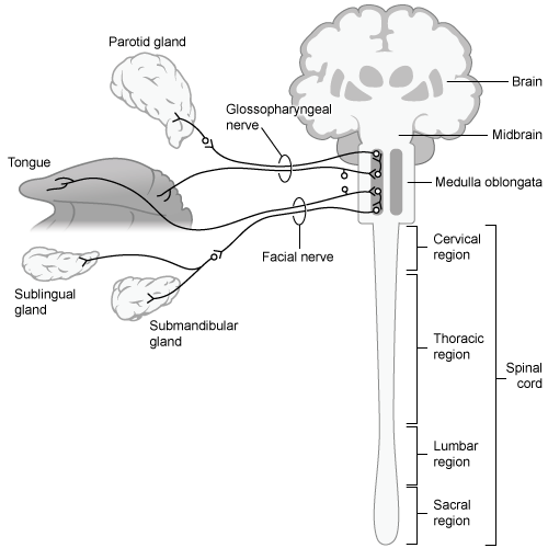 Passage Saliva, a secreted fluid with multiple physiologic functions, is composed of water (~99%) , proteins, and electrolytes.  Together, these components facilitate nutrient consumption, respiration, and communication.  For example, saliva aids in digestion by serving as a lubricant during mastication and by initiating carbohydrate and fat metabolism.  In addition, the calcium and phosphate present in saliva promote tooth remineralization, and antimicrobial and chemical buffering agents give saliva protective properties.The gustatory-salivary reflex, the secretion of saliva from the salivary glands in response to gustation (taste) , is primarily mediated by the parasympathetic division of the nervous system.  In general, parasympathetic pathways originate from the brain stem or the sacral spinal cord.  Fibers originating from nuclei in these regions synapse onto ganglia that lie in close proximity to the target organ.  Both preganglionic neurons (those originating from the nuclei)  and postganglionic neurons (those originating from the ganglia)  release acetylcholine (ACh) .In the gustatory-salivary reflex, activation of taste receptors in the tongue sends impulses to the superior and inferior salivatory nuclei in the brainstem.  Local processing within these nuclei activates the parasympathetic pathways that innervate the salivary glands.  Ultimately, ACh released from postganglionic neurons acts on the muscarinic acetylcholine receptors (mAChRs)  on the secretory cells of the salivary gland to stimulate salivation (Figure 1) .    <strong>Figure 1</strong>  Parasympathetic regulation of salivary secretionSympathetic stimulation of the salivary glands also promotes salivation but to a lesser degree than parasympathetic stimulation.  This may contribute to what is often perceived to be decreased salivation when the sympathetic division is more active than its counterpart.  Unlike parasympathetic pathways, sympathetic pathways originate in the thoracic and lumbar spinal segments, and the ganglia lie in close proximity to the spinal cord.  Although preganglionic neurons of the sympathetic nervous system release ACh, the postganglionic neurons often release norepinephrine. -The gustatory-salivary reflex can be modulated (dampened or enhanced)  by input from higher centers in the central nervous system.  To modulate the salivary response, descending pathways from the brain would most likely synapse onto which part of the reflex arc? A) The taste receptor B) The salivary gland C) The preganglionic neuron D) The postganglionic neuron