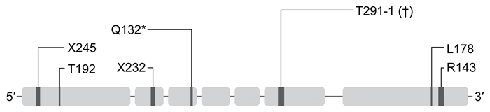 Passage Abnormal blood lipid levels play a significant role in the development of coronary artery disease (CAD) .  The discovery of genomic variations that confer a protective effect against CAD has prompted investigations into the biological impact of these protective alleles.  Researchers have observed that specific single-base variations in the ANGPTL4 gene are common among patients with a low occurrence of CAD.  ANGPTL4 is located on chromosome 19 and codes for angiopoietin-like 4, a multifunctional glycosylated protein.One of the functions of angiopoietin-like 4 is the regulation of lipid metabolism.  The N-terminal domain of angiopoietin-like 4 induces a conformational change in the enzyme lipoprotein lipase (LPL) , forcing the LPL homodimer to dissociate into two inactive 225-residue monomers.  LPL functions on the surface of vascular endothelial cells and degrades the triglycerides of chylomicrons and very-low-density lipoproteins (VLDLs)  in the blood.  Elevated triglyceride levels have been correlated with increased CAD risk.To identify common loss-of-function mutations in ANGPTL4, DNA samples from 43,000 individuals with CAD and 78,000 individuals without CAD were genotyped.  A detailed analysis of ANGPTL4 genomic variants was performed, and the results of individuals without CAD were mapped in Figure 1.  The lipid profiles of ANGPTL4 mutation noncarriers were also compared to those of mutation carriers (Figure 2) .    <strong>Figure 1</strong>  Loss-of-function mutations observed in ANGPTL4 in participants without CAD  (Note:  * = mutation resulting in a truncated protein; † = substitution of a cytosine for its complementary base.)     <strong>Figure 2</strong>  Mean plasma lipid levels for ANGPTL4 mutation carriers and noncarriers (Note:  LDL = low-density lipoprotein; HDL = high-density lipoprotein; error bars = standard deviation.) To further analyze the effect of ANGPTL4 on blood lipid levels, ANGPTL4 knockout mice and mice that constitutively express ANGPTL4 were created.  Researchers hypothesized that two of the four biological profiles shown in Table 1 would be observed in these mice.<strong>Table 1</strong>  Predicted Biological Profiles of ANGPTL4 Mouse Models    -The knockout mouse model and the constitutively active mouse model of ANGPTL4 are best represented by: A) Profile 1 and Profile 2, respectively. B) Profile 1 and Profile 4, respectively. C) Profile 3 and Profile 4, respectively. D) Profile 3 and Profile 2, respectively.