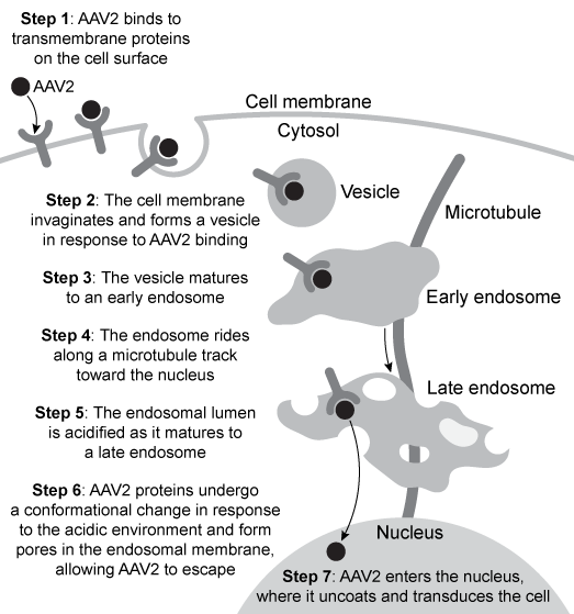 Passage Adeno-associated virus 2 (AAV2)  is a nonpathogenic, nonenveloped DNA virus that requires helper viruses such as adenovirus (AV)  or herpes simplex virus (HSV)  to replicate efficiently.  Because it can transduce human cells, including quiescent (nondividing)  cells, without causing disease, AAV2 is attractive as a gene therapy vector.  In clinical trials, a modified AAV2 virus has successfully treated the retinal disease Leber's congenital amaurosis as well as the blood clotting disorder hemophilia B.  AAV2 transduces cells via a multistep process, shown in Figure 1.    <strong>Figure 1</strong>  Schematic showing the mechanism of transduction by AAV2Studies indicate that unlike AV and HSV, AAV2 inhibits pathways other than the endosomal pathway, such as trafficking to the Golgi, increasing the percentage of invading virus particles that arrive at the nucleus. Adapted from Xiao PJ, Samulski RJ. Cytoplasmic trafficking, endosomal escape, and perinuclear accumulation of adeno-associated virus type 2 particles are facilitated by microtubule network. J Virol. 2012;86(19) :10462-73. -In quiescent cells, early endosomes containing AAV2 would most likely move toward: A) ribosomes. B) centrioles. C) cilia. D) centromeres.