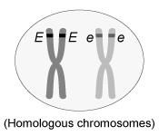 Passage The fruit fly Drosophila melanogaster is frequently used as a model system to investigate neurological disorders.  The genes Abl, Enabled (Ena) , and receptor protein tyrosine phosphatase (PTP)  are involved in axonal guidance during neuronal development and are all believed to operate in the same pathway.  To investigate interactions between PTP and either Ena or Abl, fly lines were developed in which mutations of each gene were easily identifiable by eye characteristics.  In flies that would normally have white eyes, a dominant mutation that inactivates PTP results in red and white eyes; a dominant Ena mutation yields orange eyes (or red and orange if the PTP and Ena mutations are both present) ; and a dominant Abl mutation yields elongated eyes.  Using these fly lines, the following experiments were conducted.Experiment 1Females heterozygous for PTP (eePp)  were crossed with males heterozygous for Ena (Eepp) .  F1 generation males and females, each with red and orange eyes, were then selected and crossed with each other to produce an F2 generation.  Flies with two mutant Ena alleles (EE) , as well as those with two mutant PTP alleles and at least one mutant Ena allele (EePP) , did not survive past the larval stage.Experiment 2PTP and Abl are located on the same chromosome.  Females with the PTP mutation on one copy of the chromosome and the Abl mutation on the other copy were crossed with wild-type males.  In Drosophila, recombination occurs only in female gametes.  Progeny with parental and recombinant genotypes are shown in Table 1.  F1 males with red and white elongated eyes were then crossed with homozygous PTP mutant females.  This produced an F2 generation in which 50% of both male and female progeny had elongated eyes.<strong>Table 1</strong>  Phenotypes of 500 F1 Flies    Like humans, male flies have a single X chromosome, whereas females have two X chromosomes.  Unlike humans, female Drosophila can store sperm and fertilize multiple eggs over the course of several days after a single mating.  Researchers ensured that females were virgins prior to setting up each cross to avoid contamination. Adapted from Song JK, Giniger E, Desai CJ. The receptor protein tyrosine phosphatase PTP69D antagonizes Abl tyrosine kinase to guide axons in Drosophila. Mech Dev. 2008;125(3-4) :247-56. -  The diagram above represents the immature gamete of a male fly that is heterozygous for Ena.  If the gamete undergoes meiotic division and Ena alleles do not undergo recombination, during which phase of meiosis will the wild-type Ena alleles be pulled to opposite poles of the cell? A) Metaphase I B) Anaphase I C) Metaphase II D) Anaphase II