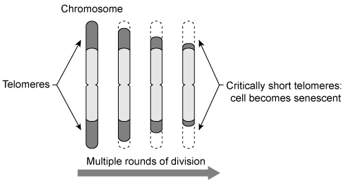 Passage Each time a eukaryotic cell replicates its DNA, the telomeres at the ends of each chromosome become slightly shorter.  When telomeres reach a critically short length, the cells enter the senescent state, in which cell division ceases (Figure 1) .  In humans, conditions such as hypertension, liver disease, and Alzheimer disease have been associated with the decreased telomere length and resulting senescence that occur as part of the normal aging process.    <strong>Figure 1</strong>Cells that must be able to divide indefinitely (stem cells and germ cells)  express an enzyme known as telomerase.  Functional telomerase consists of a protein subunit called telomerase reverse transcriptase (TERT)  and a noncoding RNA subunit called telomerase RNA (TR) .  Using a portion of TR as a template, telomerase extends telomeres by continuously adding the sequence 5′-TTAGGG-3′ to the ends of chromosomes.  The complement strand is then filled in by DNA polymerase.  Telomere extension allows these cells to avoid senescence.In healthy somatic cells, however, TERT transcription is generally downregulated by the absence of the oncogene c-Myc and the presence of the tumor suppressor protein WT1.  When telomerase is suppressed, the resulting critical telomere shortening has been hypothesized to prevent uncontrolled cell proliferation in adult tissues.  In cancerous somatic cells, on the other hand, increased telomerase activity is often associated with tumorigenesis.  WT1 is frequently absent and c-Myc is frequently overexpressed in these cells, leading to increased TERT expression.In addition to transcriptional control, TERT can be regulated at the post-transcriptional level.  The TERT gene consists of 16 exons and 15 introns that can be spliced into more than 20 different isoforms in humans.  Only one isoform (the active isoform)  is known to extend telomeres.  However, the i2 isoform, in which intron 2 is partially included in the mature mRNA (Figure 2) , has been hypothesized to downregulate residual TERT activity in somatic cells.    <strong>Figure 2</strong> Adapted from Cifuentes-rojas C, Shippen DE. Telomerase regulation. Mutat Res. 2012;730(1-2) :20-7. -Some eukaryotic organisms have multiple TERT genes with high sequence similarity that are expressed at different times in the organism's life cycle.  These genes could have arisen by: A) alternate splicing. B) conjugation. C) gene duplication. D) transformation.