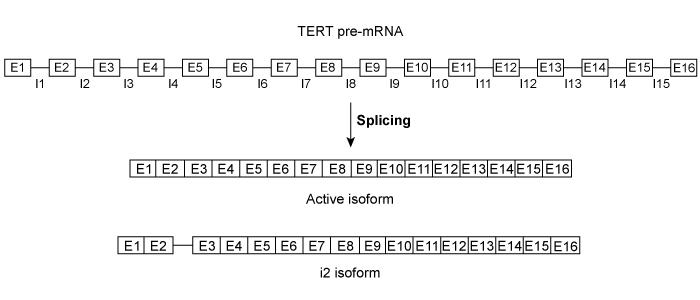 Passage Each time a eukaryotic cell replicates its DNA, the telomeres at the ends of each chromosome become slightly shorter.  When telomeres reach a critically short length, the cells enter the senescent state, in which cell division ceases (Figure 1) .  In humans, conditions such as hypertension, liver disease, and Alzheimer disease have been associated with the decreased telomere length and resulting senescence that occur as part of the normal aging process.    <strong>Figure 1</strong>Cells that must be able to divide indefinitely (stem cells and germ cells)  express an enzyme known as telomerase.  Functional telomerase consists of a protein subunit called telomerase reverse transcriptase (TERT)  and a noncoding RNA subunit called telomerase RNA (TR) .  Using a portion of TR as a template, telomerase extends telomeres by continuously adding the sequence 5′-TTAGGG-3′ to the ends of chromosomes.  The complement strand is then filled in by DNA polymerase.  Telomere extension allows these cells to avoid senescence.In healthy somatic cells, however, TERT transcription is generally downregulated by the absence of the oncogene c-Myc and the presence of the tumor suppressor protein WT1.  When telomerase is suppressed, the resulting critical telomere shortening has been hypothesized to prevent uncontrolled cell proliferation in adult tissues.  In cancerous somatic cells, on the other hand, increased telomerase activity is often associated with tumorigenesis.  WT1 is frequently absent and c-Myc is frequently overexpressed in these cells, leading to increased TERT expression.In addition to transcriptional control, TERT can be regulated at the post-transcriptional level.  The TERT gene consists of 16 exons and 15 introns that can be spliced into more than 20 different isoforms in humans.  Only one isoform (the active isoform)  is known to extend telomeres.  However, the i2 isoform, in which intron 2 is partially included in the mature mRNA (Figure 2) , has been hypothesized to downregulate residual TERT activity in somatic cells.    <strong>Figure 2</strong> Adapted from Cifuentes-rojas C, Shippen DE. Telomerase regulation. Mutat Res. 2012;730(1-2) :20-7. -Some eukaryotic organisms have multiple TERT genes with high sequence similarity that are expressed at different times in the organism's life cycle.  These genes could have arisen by: A) alternate splicing. B) conjugation. C) gene duplication. D) transformation.