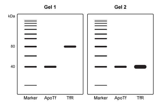 Passage Beta-thalassemia is a blood disorder caused by reduced production of the β-globin subunit of hemoglobin.  The erythrocytes in patients with beta-thalassemia are abnormally small, lack sufficient functional hemoglobin, and are decreased in number.  These individuals require lifelong blood transfusions to correct their erythrocyte shortage.  Each unit of blood transfused contains many milligrams of iron and, consequently, blood iron levels increase due to repeated transfusions.  The excess iron is then continuously deposited in the organs, leading to organ damage.Transferrin (Tf)  is a protein that binds free iron in the blood and plays a key role in erythropoiesis, which requires uptake of iron from the blood in a process facilitated by Tf and its cell surface receptor (TfR) .  Iron-bound Tf, known as holotransferrin (holoTf) , binds TfR to form a complex that is brought into the developing erythrocyte in an endosome.  Acidification of the endosome triggers a conformational change in holoTf, which allows the release of free iron into the cell and the recycling of the remaining complex components to the cell surface.  Non-iron-bound Tf is referred to as apotransferrin (apoTf) , and due to its iron-binding capability, researchers believe that apoTf injections may help prevent deposition of excess iron in the organs of patients with beta-thalassemia.To investigate the effect of apoTf administration in a mouse model of beta-thalassemia, mice homozygous for an inactivating deletion in the murine β-globin gene (Hbb<sup>th−3</sup>/Hbb<sup>th−3</sup>)  were given blood transfusions followed by apoTf injection.  Measurements of non-transferrin-bound iron in the blood (NTBI) , plasma holoTf, and urinary holoTf were taken immediately and at 15 days post-injection.  Results revealed that NTBI decreased over the tested period.  Experimenters hypothesized that apoTf mediated certain regulatory changes that reduced NTBI in Hbb<sup>th−3</sup>/Hbb<sup>th−3</sup> mice by increasing urinary holoTf excretion. -ApoTf and TfR were analyzed by SDS-PAGE under nonreducing and reducing conditions.  Based on the gels shown, which conclusion is LEAST likely to be true?   A) Gel 1 represents the nonreducing SDS-PAGE gel. B) apoTf has a smaller molecular weight than TfR. C) apoTf and TfR were assigned a net negative charge. D) TfR is a monomeric protein lacking disulfide bridges.