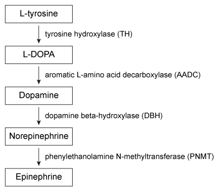 Passage The adrenal glands are divided into two anatomically distinct regions, the adrenal medulla and the adrenal cortex.  The adrenal medulla is a collection of irregularly shaped cells located in the interior portion of each adrenal gland.  In response to changing serum levels of corticosteroid hormones, medullary cells synthesize and secrete the catecholamines norepinephrine and epinephrine.  Norepinephrine and epinephrine are water-soluble compounds, and their actual secretion into the bloodstream is stimulated by acetylcholine (ACh) -mediated signaling in the sympathetic component of the autonomic nervous system.  Figure 1 shows the enzyme-mediated synthesis of norepinephrine and epinephrine.    <strong>Figure 1</strong>The adrenal cortex is the outer portion of the adrenal gland and is composed of cells that synthesize and secrete lipophilic hormones derived from cholesterol.  Hormones produced by the adrenal cortex include the principal glucocorticoid hormone (cortisol)  and the mineralocorticoid hormone (aldosterone) .The hypothalamus and pituitary gland regulate and control the endocrine functions of the adrenal cortex (Figure 2) .  Secretion of corticotrophin-releasing hormone (CRH)  from the hypothalamus promotes the synthesis and release of adrenocorticotrophic hormone (ACTH)  by the pituitary gland.  ACTH acts on adrenal cortex cells to promote the growth of cortical tissue and to increase the synthesis and secretion of glucocorticoids.  In addition to its body-wide functions as the principal stress hormone, cortisol also regulates adrenal activity by inhibiting CRH release from the hypothalamus and ACTH release from the pituitary.    <strong>Figure 2</strong> -Hormones secreted by the adrenal medulla most likely influence energy metabolism by: A) inhibiting proteins that mediate glycogen synthesis. B) activating their cytosolic receptors in target cells. C) reducing the activity of enzymes that catalyze fat hydrolysis. D) increasing the activity of proteins that inhibit gluconeogenesis.