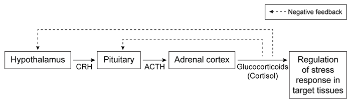 Passage The adrenal glands are divided into two anatomically distinct regions, the adrenal medulla and the adrenal cortex.  The adrenal medulla is a collection of irregularly shaped cells located in the interior portion of each adrenal gland.  In response to changing serum levels of corticosteroid hormones, medullary cells synthesize and secrete the catecholamines norepinephrine and epinephrine.  Norepinephrine and epinephrine are water-soluble compounds, and their actual secretion into the bloodstream is stimulated by acetylcholine (ACh) -mediated signaling in the sympathetic component of the autonomic nervous system.  Figure 1 shows the enzyme-mediated synthesis of norepinephrine and epinephrine.    <strong>Figure 1</strong>The adrenal cortex is the outer portion of the adrenal gland and is composed of cells that synthesize and secrete lipophilic hormones derived from cholesterol.  Hormones produced by the adrenal cortex include the principal glucocorticoid hormone (cortisol)  and the mineralocorticoid hormone (aldosterone) .The hypothalamus and pituitary gland regulate and control the endocrine functions of the adrenal cortex (Figure 2) .  Secretion of corticotrophin-releasing hormone (CRH)  from the hypothalamus promotes the synthesis and release of adrenocorticotrophic hormone (ACTH)  by the pituitary gland.  ACTH acts on adrenal cortex cells to promote the growth of cortical tissue and to increase the synthesis and secretion of glucocorticoids.  In addition to its body-wide functions as the principal stress hormone, cortisol also regulates adrenal activity by inhibiting CRH release from the hypothalamus and ACTH release from the pituitary.    <strong>Figure 2</strong> -Hormones secreted by the adrenal medulla most likely influence energy metabolism by: A) inhibiting proteins that mediate glycogen synthesis. B) activating their cytosolic receptors in target cells. C) reducing the activity of enzymes that catalyze fat hydrolysis. D) increasing the activity of proteins that inhibit gluconeogenesis.