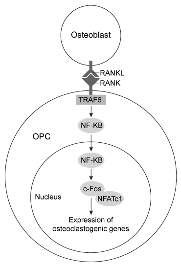 Passage Bone remodeling is the continuous, microscopic process by which bone tissue throughout the body is resorbed and re-deposited.  Proper regulation of bone remodeling is necessary to maintain bone strength and prevent the onset of conditions of fragile bone such as osteoporosis.  Patients with such conditions have increased fracture risk and generally exhibit decreased activity of osteoblasts (bone-depositing cells) , leading to reduced bone density and weakening of the bone matrix.  However, some cases can occur due to overactive osteoclasts (multinucleated cells that mediate bone resorption) .  Osteoclasts resorb bone by secreting proteolytic enzymes and acids into the adjacent extracellular space.  These enzymes degrade the organic matrix of bone, and the acid causes the dissolution and release of the mineral components of bone, such as calcium, potassium, and magnesium.  Generally, less than 1% of adult bone is occupied by active osteoclasts.Osteoclast differentiation and activation is thought to be related to the RANK/RANKL signaling pathway.  RANKL, expressed as a membrane-bound or secreted protein, serves as the ligand for RANK, a transmembrane receptor.  In bone tissue, RANK is expressed by precursors of mature osteoclasts, also known as osteoclast progenitor cells (OPCs) .  RANKL is expressed by osteoblasts adjacent to OPCs, and the binding of RANKL to RANK in these neighboring cells causes downstream effects through recruitment of TRAF6, an intracellular protein.  TRAF6 activates multiple downstream signaling cascades, but only four of these directly mediate the development of mature osteoclasts from OPCs.  In one of the four pathways, the transcription factor NF-kB is activated, which leads to increased expression of the proto-oncogene c-Fos.  Subsequently, c-Fos interacts with another transcription factor known as NFATc to promote the expression of genes related to osteoclast-specific development and function in OPCs (Figure 1) .    <strong>Figure 1</strong>  RANK/RANKL signaling induces differentiation of OPCs into osteoclasts -Cathepsin K is a proteolytic enzyme secreted by osteoclasts.  In a clinical trial, patients with osteoporosis due to increased RANK-RANKL signaling are divided into an untreated group (saline placebo administered)  and a treated group (cathepsin K inhibitor administered) .  Given the information in the passage, bone density after the trial will most likely be: A) increased in the untreated group compared to the treated group. B) decreased in the untreated group compared to the treated group. C) nearly the same in both groups. D) nearly the same in both groups initially, but then would increase in the untreated group compared to the treated group.