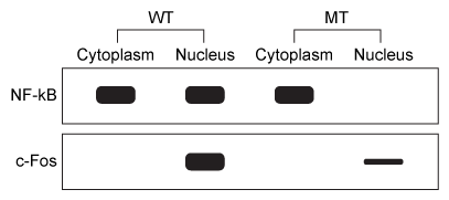 Passage Bone remodeling is the continuous, microscopic process by which bone tissue throughout the body is resorbed and re-deposited.  Proper regulation of bone remodeling is necessary to maintain bone strength and prevent the onset of conditions of fragile bone such as osteoporosis.  Patients with such conditions have increased fracture risk and generally exhibit decreased activity of osteoblasts (bone-depositing cells) , leading to reduced bone density and weakening of the bone matrix.  However, some cases can occur due to overactive osteoclasts (multinucleated cells that mediate bone resorption) .  Osteoclasts resorb bone by secreting proteolytic enzymes and acids into the adjacent extracellular space.  These enzymes degrade the organic matrix of bone, and the acid causes the dissolution and release of the mineral components of bone, such as calcium, potassium, and magnesium.  Generally, less than 1% of adult bone is occupied by active osteoclasts.Osteoclast differentiation and activation is thought to be related to the RANK/RANKL signaling pathway.  RANKL, expressed as a membrane-bound or secreted protein, serves as the ligand for RANK, a transmembrane receptor.  In bone tissue, RANK is expressed by precursors of mature osteoclasts, also known as osteoclast progenitor cells (OPCs) .  RANKL is expressed by osteoblasts adjacent to OPCs, and the binding of RANKL to RANK in these neighboring cells causes downstream effects through recruitment of TRAF6, an intracellular protein.  TRAF6 activates multiple downstream signaling cascades, but only four of these directly mediate the development of mature osteoclasts from OPCs.  In one of the four pathways, the transcription factor NF-kB is activated, which leads to increased expression of the proto-oncogene c-Fos.  Subsequently, c-Fos interacts with another transcription factor known as NFATc to promote the expression of genes related to osteoclast-specific development and function in OPCs (Figure 1) .    <strong>Figure 1</strong>  RANK/RANKL signaling induces differentiation of OPCs into osteoclasts -A student isolates the cellular components of OPCs in wild-type (WT)  mice and in mutant (MT)  mice exhibiting a single base substitution that causes reduced osteoclast activity.  Western blot analysis is then performed to test for NF-kB and c-Fos expression in the cytoplasm and nucleus of OPCs isolated from these mice.  The results of this analysis are shown below.   Based on the passage, which statement best explains these results? A) MT mice have a mutation that disables the ability of NF-kB to localize to the nucleus. B) MT mice have a mutation that prevents c-Fos from interacting with NF-kB. C) MT mice have a mutation in the DNA binding region of NF-kB. D) MT mice have a mutation that prevents the transcription of c-Fos in OPCs.
