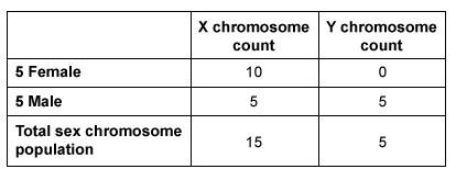 Passage The sex chromosomes X and Y are involved in mammalian sex determination.  Organisms with two wild-type (WT)  X chromosomes develop as females (XX) , but those with a combination of WT X and Y chromosomes develop as males (XY)  (Table 1) .  Both sexes also inherit a set of autosomes (nonsex chromosomes) .  Humans inherit 22 pairs of autosomes (44 total) .  In contrast, rabbits inherit 21 pairs of autosomes (42 total) .<strong>Table 1</strong>  Chromosome Types Inherited by a Male and Female Rabbit (Note: The Y chromosome has fewer alleles than the X chromosome.)     Specifically, the SRY gene, located on the mammalian Y chromosome, is crucial for male sex determination and induction of testis development.  Studies in mammals have shown that regardless of an organism's combination of sex chromosomes, fetuses will always develop as female in the absence of the SRY protein.  In addition, one of the X chromosomes becomes inactivated in WT,XX females to prevent them from having double the amount of X-chromosome gene products as WT,XY males.Sp1 is a transcription factor with demonstrated regulatory control of SRY gene expression, and XY individuals with mutations affecting the Sp1 binding site on the SRY gene have been shown to develop female sex characteristics.  Unlike SRY, the gene for Sp1 is located on an autosome.Researchers knocked out (KO)  Sp1 binding sites on the SRY gene in rabbit embryos (Sp1 KO,XY rabbits)  and observed their sexual development following implantation in surrogate mothers.  The relationship between the SRY gene and sexual development can be explained by the following experimental observations: Most Sp1 KO,XY rabbits had female genitalia and displayed normal mating behaviors.  Sp1 KO,XY rabbits had significantly smaller ovaries and fewer follicles than WT,XX rabbits.  No significant differences were observed in the cervix and uterus between Sp1 KO,XY and WT,XX rabbits.  There was significantly reduced SRY expression in Sp1 KO,XY rabbits when compared to WT,XY males.  WT,XY male rabbits had significantly higher testosterone levels when compared to Sp1 KO,XY rabbits.  Sp1 KO,XY rabbits were infertile when mated with WT,XY males.  Sp1 KO,XY rabbits could become pregnant via embryo transfer. Song Y et al. Mutation of the Sp1 binding site in the 5' flanking region of SRY causes sex reversal in rabbits. Oncotarget. 2017; 8(24) :38176-83. -The number of each type of sex chromosome in a group of 5 male (WT,XY)  and 5 female (WT,XX)  rabbits is shown below.   In the combined population of 15 X chromosomes and 5 Y chromosomes, which of the following alleles, if any, would be most susceptible to loss due to random chance alone? A) An allele on the Y chromosome B) An allele on the X chromosome C) An allele on either the X or Y chromosome D) Allele loss due to random chance alone would only occur in nonsex chromosomes