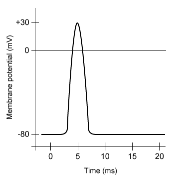 Passage The nicotinic acetylcholine receptor (nAChR)  is a protein embedded in the muscle fiber membrane that facilitates cell-to-cell communication across the neuromuscular junction.  When acetylcholine (ACh)  binds nAChR, electrical depolarization within skeletal muscle fibers is induced and ultimately gives rise to contractile activity.  The nAChR is composed of five protein subunits symmetrically organized around a central ion pore.  Previous studies demonstrated that these subunits may serve as epitopes (antibody binding sites)  in autoimmune disease.  By reversibly binding nAChR subunits, anti-nAChr antibodies may temporarily block the attachment site for ACh, resulting in muscle weakness.Researchers harvested muscle samples from mice to investigate the effects of anti-nAChR antibodies on muscle tension, the pulling force transmitted by muscles during contraction.Experiment 1First, skeletal muscle samples (tibialis anterior)  of adult male mice were surgically harvested (n = 30) , washed, and stripped of connective tissues.  Next, the isolated muscle samples were placed in a 150-mL oxygen-infused, electrolyte-rich bath containing glucose and Ca<sup>2+</sup> ions that were able to enter the muscle fibers and enable maximal contractile force.  One end of the submerged muscle was anchored in place while the other was attached to an apparatus that measures muscle tension and modifies muscle length.  Using electrodes, action potentials were elicited in the harvested muscle tissue to evaluate contractile function (Figure 1) .    <strong>Figure 1</strong>  Action potential elicited from a harvested skeletal muscle sampleExperiment 2The researchers divided the 30 muscle samples into three groups of 10.  Resting muscle tension was measured, and the electrolyte-rich baths of each group were further infused with a 7.5-mL solution containing mouse-specific anti-nAChR antibodies, ACh, or a mixture of both (Table 1) .  Post-infusion (peak)  muscle tension was measured for 30 minutes, with results displayed in Figure 2.<strong>Table 1</strong>  Solutions Infused into the Electrolyte-Rich Bath      <strong>Figure 2</strong>  Pre-infusion resting muscle tension and post-infusion peak muscle tension in harvested muscle samples (Note: * indicates p < 0.05.)  -To interpret the results of Experiment 2, researchers must assume that:muscle samples were of uniform weight and size.no intermolecular interactions occurred between ACh and anti-nAChR antibodies in Infusion C.co-infusion of ACh and anti-nAChR antibodies was performed following ACh infusion. A) I only B) II only C) I and II only D) II and III only