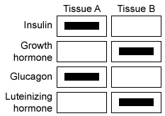 The diagram below shows the results of a northern blot analysis that tested for the expression of four peptide hormones in two endocrine tissues.   The endocrine glands that most likely correspond to tissues A and B are the: A) pituitary gland and pancreas, respectively. B) pancreas and pituitary gland, respectively. C) adrenal glands and hypothalamus, respectively. D) hypothalamus and adrenal glands, respectively.