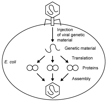 The diagram below shows part of the life cycle of a novel virus that infected an Escherichia coli cell.   Which of the following experimental techniques can be used to detect the genetic material of this virus in the host cell? A) Southern blot B) DNA sequencing C) Northern blot D) Gene cloning