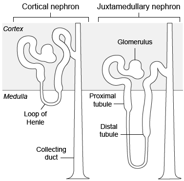 Camels inhabit water-deficient environments and exhibit an evolutionary adaptation that allows them to absorb more water than their ancestors that dwelled in water-rich environments.  The diagram below shows the structure of two nephron types present in the kidneys of camels and other mammals.   How would the number of cortical nephrons differ from the number of juxtamedullary nephrons in camels and their ancestors?  Camels would be expected to have: A) a lower number of juxtamedullary nephrons and a higher number of cortical nephrons compared to their ancestors. B) a higher number of juxtamedullary nephrons and a lower number of cortical nephrons compared to their ancestors. C) a similar number of juxtamedullary nephrons and a lower number of cortical nephrons compared to their ancestors. D) a similar number of juxtamedullary nephrons and a higher number of cortical nephrons compared to their ancestors.
