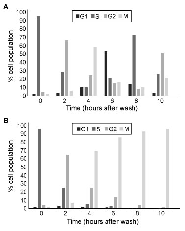 Passage Trypanosoma brucei is a eukaryotic parasite that causes sleeping sickness in Sub-Saharan Africa.  The cell cycle of T. brucei differs from that of higher eukaryotes.  For example, the chromatin does not condense during mitosis, and the nuclear envelope remains intact.  In addition, the nucleus divides before cell division, and the cell divides along the longitudinal axis (Figure 1) .    <strong>Figure 1</strong>  Mitosis in T. bruceiA culture of T. brucei was arrested in S phase of the cell cycle by overnight incubation with the reversible inhibitor hydroxyurea.  The cells were then washed, and their progression through the cell cycle was monitored by flow cytometry and microscopy.  A subset of the culture was first exposed to the drug VX-680, which arrests cells upon completion of metaphase.  The results are shown in Figure 2.    <strong>Figure 2</strong>  Percentages of a population of T. brucei cells in each phase of the cell cycle, measured at different time points in the (A)  absence and (B)  presence of VX-680 Adapted from Li Z, Umeyama T, Wang CC. The Aurora Kinase in Trypanosoma brucei plays distinctive roles in metaphase-anaphase transition and cytokinetic initiation. PLoS Pathog. 2009;5(9) :e1000575. -T. brucei cells and higher eukaryotes are similar in that they both undergo:InterphaseProphaseCytokinesis A) I only B) I and II only C) I and III only D) I, II, and III