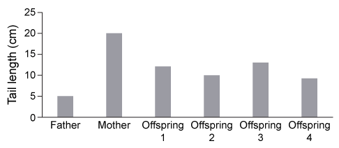 A gene regulating tail length in bobtail cats has a genetic variation at a single locus, where organisms can have an allele that produces long tails (L)  or an allele that produces short tails (l) .  A male cat homozygous for short tail length (ll)  was mated with a female cat homozygous for long tail length (LL) .  The tail lengths of the parents and offspring were recorded below.   A scientist concludes that the alleles regulating tail length in these cats exhibit incomplete dominance.  Do the data support this conclusion? A) No, because all offspring have longer tails than the father's. B) No, because all offspring inherited both types of alleles for tail length. C) Yes, because the tail lengths of some offspring are longer than the tail lengths of other offspring. D) Yes, because the offspring have tail lengths longer than the father's but shorter than the mother's.