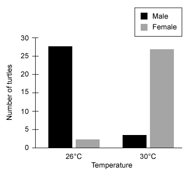 Certain turtle species exhibit embryonic expression of an enzyme that converts male sex hormones to female sex hormones.  The enzyme expression level determines whether a developing embryo will be male or female.  Scientists hypothesize that expression of this enzyme depends on incubation temperature during development.  To test this, they incubated 30 turtle eggs at 26°C and 30 eggs at 30°C and recorded the sex of each turtle after hatching (shown below) .   Given this, the expression level of this enzyme in developing turtles is most likely: A) high at 26°C and low at 30°C. B) low at 26°C and high at 30°C. C) high at both 26°C and 30°C. D) low at both 26°C and 30°C.