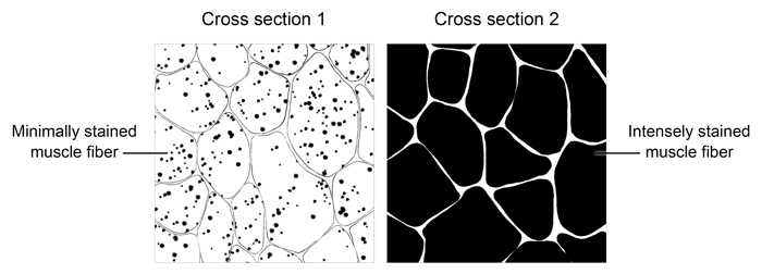 In an assay, researchers assessed activity levels of an oxidative enzyme present on the inner mitochondrial membrane of skeletal muscle fibers.  Enzyme activity was visualized by reacting the product of the enzymatic reaction with a dark-colored salt, which resulted in dark-colored staining of the muscle fibers.  Assay results in two different microscopic cross sections of muscle fibers are shown below.   Given these results, muscle fibers in cross section 1 most likely: A) utilized more oxygen than muscle fibers in cross section 2. B) relied on anaerobic respiration less than muscle fibers in cross section 2. C) contained fewer oxygen-storage proteins than muscle fibers in cross section 2. D) had a more extensive network of surrounding blood vessels than muscle fibers in cross section 2.