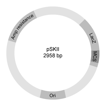Passage In the central nervous system, myelin produced by oligodendrocytes (glial cells)  functions as an insulating sheath surrounding certain nerve fibers.  To identify candidate genes involved in the myelination process, researchers collected oligodendrocytes from zebrafish and purified the messenger RNA (mRNA)  transcripts expressed by these glial cells.  The mRNA was converted to complementary DNA (cDNA)  by reverse transcriptase, and the cDNA was fluorescently labeled and assessed for hybridization on a microarray.  The expression of mRNA in other zebrafish cells was similarly measured.Transcripts detected in zebrafish oligodendrocytes at levels greater than 3 times those found in other cells were selected as candidate myelination genes.  Some of the detected genes, including plp1a, Sox10, and mbp, were previously known to be specific to oligodendrocytes, validating the procedure.  The cDNA of newly identified candidates was amplified by PCR, and the ends were digested with the restriction enzymes EcoRI and XhoI.  Genes were then ligated into the multiple cloning site (MCS)  of the pSKII vector, shown in Figures 1 and 2, which had also been digested by EcoRI and XhoI.    <strong>Figure 1</strong>  Overview of the pSKII vector (plasmid)     <strong>Figure 2</strong>  The pSKII MCS, showing the restriction sites of several restriction enzymesTable 1 shows the functional parameters of several restriction enzymes.    To confirm that the candidate genes originated in oligodendrocytes, complementary RNA (cRNA)  strands were synthesized from the cloned plasmids and hybridized to fixed zebrafish sections.  One of the genes that localized to oligodendrocytes, known as cldnk, produces a 915 base pair mRNA transcript from two exons.  The cldnk gene is involved in tight junction formation and may be required for myelin sheath development around axons. -How would expression of cloned cldnk differ from expression of the endogenous cldnk gene? A) Expression of the cloned gene does not involve splicing whereas expression of the endogenous gene does B) The cloned gene would be expressed at lower levels than the endogenous gene C) The cloned gene would produce a protein with a different sequence than the endogenous gene D) Expression of the cloned gene would produce a different mature mRNA molecule than expression of the endogenous gene