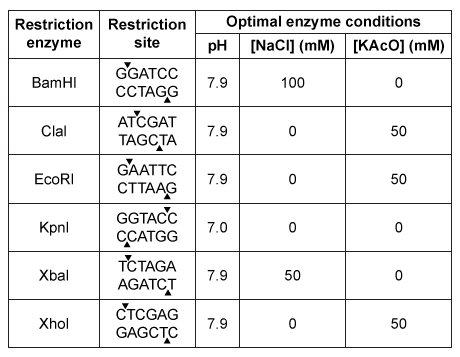 Passage In the central nervous system, myelin produced by oligodendrocytes (glial cells)  functions as an insulating sheath surrounding certain nerve fibers.  To identify candidate genes involved in the myelination process, researchers collected oligodendrocytes from zebrafish and purified the messenger RNA (mRNA)  transcripts expressed by these glial cells.  The mRNA was converted to complementary DNA (cDNA)  by reverse transcriptase, and the cDNA was fluorescently labeled and assessed for hybridization on a microarray.  The expression of mRNA in other zebrafish cells was similarly measured.Transcripts detected in zebrafish oligodendrocytes at levels greater than 3 times those found in other cells were selected as candidate myelination genes.  Some of the detected genes, including plp1a, Sox10, and mbp, were previously known to be specific to oligodendrocytes, validating the procedure.  The cDNA of newly identified candidates was amplified by PCR, and the ends were digested with the restriction enzymes EcoRI and XhoI.  Genes were then ligated into the multiple cloning site (MCS)  of the pSKII vector, shown in Figures 1 and 2, which had also been digested by EcoRI and XhoI.    <strong>Figure 1</strong>  Overview of the pSKII vector (plasmid)     <strong>Figure 2</strong>  The pSKII MCS, showing the restriction sites of several restriction enzymesTable 1 shows the functional parameters of several restriction enzymes.    To confirm that the candidate genes originated in oligodendrocytes, complementary RNA (cRNA)  strands were synthesized from the cloned plasmids and hybridized to fixed zebrafish sections.  One of the genes that localized to oligodendrocytes, known as cldnk, produces a 915 base pair mRNA transcript from two exons.  The cldnk gene is involved in tight junction formation and may be required for myelin sheath development around axons. -How would expression of cloned cldnk differ from expression of the endogenous cldnk gene? A) Expression of the cloned gene does not involve splicing whereas expression of the endogenous gene does B) The cloned gene would be expressed at lower levels than the endogenous gene C) The cloned gene would produce a protein with a different sequence than the endogenous gene D) Expression of the cloned gene would produce a different mature mRNA molecule than expression of the endogenous gene