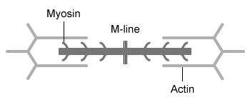   A skeletal muscle sarcomere is shown above.  The ability of a resting sarcomere to contract is dependent on the existence of an overlap between actin and myosin filaments and the presence of a gap between the ends of the actin filaments and the M-line.  Given this, which of the following diagrams best represents a resting sarcomere with the potential to generate the greatest amount of contractile force? A)    B)    C)    D)   