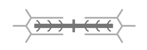 A skeletal muscle sarcomere is shown above. The ability of a resting sarcomere to contract is dependent on the existence of an overlap between actin and myosin filaments and the presence of a gap between the ends of the actin filaments and the M-line. Given this, which of the following diagrams best represents a resting sarcomere with the potential to generate the greatest amount of contractile force? A) B) C) D)