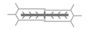 A skeletal muscle sarcomere is shown above. The ability of a resting sarcomere to contract is dependent on the existence of an overlap between actin and myosin filaments and the presence of a gap between the ends of the actin filaments and the M-line. Given this, which of the following diagrams best represents a resting sarcomere with the potential to generate the greatest amount of contractile force? A) B) C) D)