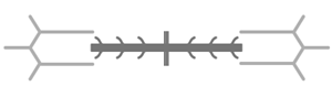 A skeletal muscle sarcomere is shown above. The ability of a resting sarcomere to contract is dependent on the existence of an overlap between actin and myosin filaments and the presence of a gap between the ends of the actin filaments and the M-line. Given this, which of the following diagrams best represents a resting sarcomere with the potential to generate the greatest amount of contractile force? A) B) C) D)