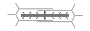 A skeletal muscle sarcomere is shown above. The ability of a resting sarcomere to contract is dependent on the existence of an overlap between actin and myosin filaments and the presence of a gap between the ends of the actin filaments and the M-line. Given this, which of the following diagrams best represents a resting sarcomere with the potential to generate the greatest amount of contractile force? A) B) C) D)