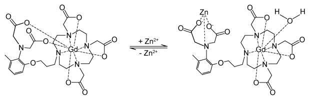 Passage Magnetic resonance imaging (MRI)  interprets the nuclear relaxation or relaxivity of hydrogen nuclei in resident water molecules.  Hydrogen nuclei in water have two magnetic spin states:  alpha and beta.  In the presence of an applied magnetic field, these spins will align with the field in an  excited  state and then relax back to the  ground  state, producing a signal with intensity proportional to relaxivity.  Frequently, an MRI contrast agent is used to increase the relaxation time in coordinated molecules, resulting in a more intense signal.Commonly used contrast agents include gadolinium-based agents.  Depending on its environment, gadolinium (Gd)  can have eight or nine sites in its coordination sphere, allowing Gd<sup>3+</sup> to interact with eight water molecules as in Gd(H<sub>2</sub>O) <sub>8</sub><sup>3+</sup>.  The electronic configuration of gadolinium is shown in Figure 1.    <strong>Figure 1</strong>  Electronic configuration of gadoliniumGd<sup>3+</sup> alone is toxic to cells because its ionic radius is similar to that of Ca<sup>2+</sup>, allowing Gd<sup>3+</sup> to displace Ca<sup>2+</sup> in biologically important settings.  Therefore, Gd<sup>3+</sup> must be coordinated to an organic ligand such as 1,4,7,10-tetraazacyclododecane-1,4,7,10-tetraacetic acid (DOTA)  to allow it to pass through the body safely.  When chelated, DOTA displaces the water around gadolinium and leaves only one coordination site for a water molecule (Figure 2) .    <strong>Figure 2</strong>  Gd-DOTA with a water coordinated to Gd<sup>3+</sup>Zinc ions (Zn<sup>2+</sup>)  are required to store insulin and are co-released when insulin is secreted by the pancreas.  To detect zinc ions in the body, researchers have designed a variation of Gd-DOTA called Gd-daa3 with two diaminoacetate (daa)  arms that preferentially bind to Zn<sup>2+</sup> ions (Figure 3) .  When Zn<sup>2+</sup> is absent, these arms coordinate to Gd<sup>3+</sup> and create a nine-coordinate complex that prohibits water from binding to Gd<sup>3+</sup>.  Binding of diaminoacetate arms to Zn<sup>2+</sup> frees Gd<sup>3+</sup> to coordinate with water molecules.  This configuration results in increased signal intensity in the parts of the cell where Zn<sup>2+</sup> is located.    <strong>Figure 3</strong>  Gd-daa3 when Zn<sup>2+</sup> is present Adapted from Louie A. MRI biosensors: a short primer. J Magn Reson Imaging. 2013;38(3) :530-9. -The Heisenberg uncertainty principle impacts the study of nuclei and small particles such as electrons.  Which of the following is a consequence of this principle? A) Two electrons in the same orbital cannot both have parallel alignment with the magnetic field. B) Neutrons and protons are affected by the nuclear force almost identically. C) Electrons in coordination bonds can be described only as probability distributions. D) Particles will emit energy when transitioning from an excited state to a ground state.
