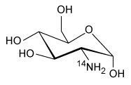 Passage The radiopharmaceutical 2-deoxy-2-(<sup>18</sup>F) fluoro-D-glucose (abbreviated as <sup>18</sup>F-FDG) is a modified form of D-glucose in which the hydroxyl group on the 2-carbon of the molecule has been replaced with a positron-emitting <sup>18</sup>F radionuclide. Synthesis of <sup>18</sup>F-FDG is accomplished in several steps involving both nuclear and chemical reactions, as shown in Figure 1. <strong>Figure 1</strong> Synthetic scheme for 2-deoxy-2-(<sup>18</sup>F) fluoro-D-glucoseInitially, a target of <sup>18</sup>O-enriched water (<sup>18</sup>OH<sub>2</sub>) is bombarded by protons using a cyclotron to achieve a (p-n) nuclear reaction in which a proton hitting the <sup>18</sup>O nucleus is absorbed by the nucleus, causing the ejection of a neutron and forming an <sup>18</sup>F nucleus. Following separation of the resulting <sup>18</sup>F<sup>−</sup> anions from the residual <sup>18</sup>OH<sub>2</sub> via an ion exchange column, <sup>18</sup>F<sup>−</sup> is used in a nucleophilic substitution reaction with an acetylated mannose triflate substrate. Subsequent hydrolysis to remove the acetyl protecting groups yields <sup>18</sup>F-FDG.Because <sup>18</sup>F-FDG is an analog of D-glucose, it is readily taken into cells by the same metabolic processes as D-glucose. Once inside the cells, the positron emissions of the <sup>18</sup>F radionuclide can be detected by positron emission tomography (PET) scans to produce diagnostic medical images of objects such as tumors. Emissions from the <sup>18</sup>F radionuclide subsequently diminish over time via radioactive decay (Figure 2) . <strong>Figure 2</strong> Nuclear decay of the <sup>18</sup>F radionuclideBecause of limitations in the spatial resolution of PET scanners, when an object (such as a tumor) is smaller than 30 mm in diameter, the measured specific uptake value (SUV) of <sup>18</sup>F-FDG accumulated within the object is lower than the actual SUV. The recovery coefficient (the ratio of the measured SUV to the actual SUV) shows that the measured SUV decreases as the size of the object decreases below the 30-mm threshold (Figure 3) . <strong>Figure 3</strong> Recovery coefficient as a function of object size in a PET scan with a spatial resolution of 7 mm using ordered subsets expectation maximization (OSEM) image processing Adapted from: S. Yu. Review of F-FDG Synthesis and Quality Control. Biomed Imaging Interv J. ©2006 Department of Biomedical Imaging, Faculty of Medicine, University of Malaysa; and P. E. Kinahan, et al., Positron emission tomography-computed tomography standardized uptake values in clinical practice and assessing response to therapy. Semin Ultrasound CT MR. ©2010 Elsevier. -Which of the following products is formed from <sup>18</sup>F-FDG following a positron emission? (Note: Assume any anions produced acquire hydrogen ions from the aqueous physiological environment.) A) B) C) D)