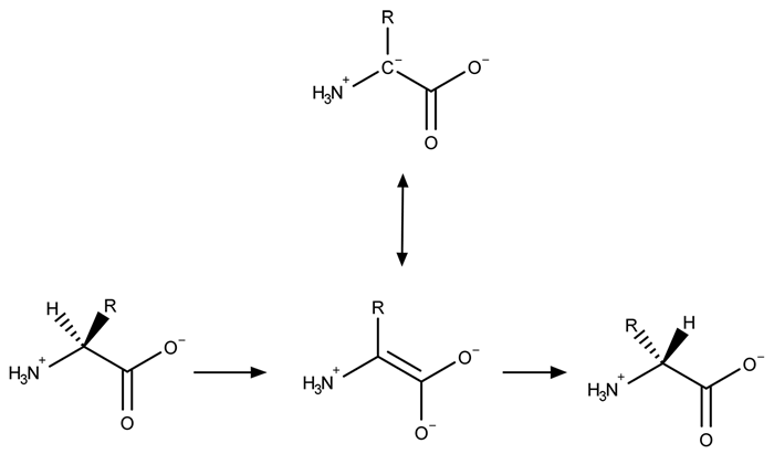 <strong>Passage A limited number of cellular functions exist for D-amino acids, such as the structural role of D-alanine and D-glutamate in bacterial cell walls.&nbsp; Because genetically encoded amino acids are synthesized in the L form, production of D-amino acids depends on enzymes called racemases.&nbsp; With the exception of cysteine, conversion of an L-amino acid to a D-amino acid corresponds to the conversion of an S stereoisomer to an R stereoisomer.&nbsp; The mechanism of conversion requires the formation of a high-energy carbanion intermediate.&nbsp; Although pyridoxal phosphate (PLP)-dependent amino acid racemases such as glutamate racemase use PLP as a coenzyme to stabilize this intermediate, the reaction catalyzed by PLP-independent racemases such as alanine racemase proceeds through the enolate intermediate shown in Figure 1.   <strong>Figure 1</strong>&nbsp; PLP-independent amino acid racemase reactionThe first step in most PLP-dependent reactions is the condensation of an aldehyde group on the coenzyme PLP.&nbsp; This forms a Schiff base linking PLP to a lysine side chain on the enzyme's active site.&nbsp; The lysine is then substituted with the amino acid to be converted from L to D configuration (Figure 2).   <strong>Figure 2</strong>&nbsp; Formation of an amino acid-PLP adductThe next step in PLP-dependent reactions is the removal of the amino acid's α-hydrogen by a base in the enzyme's active site.&nbsp; A quinonoid intermediate and two additional intermediates are formed, as shown in Figure 3.&nbsp; The final step includes the rebonding of PLP to the enzyme's active site and the release of the D-amino acid.   <strong>Figure 3</strong>&nbsp; Intermediates of a PLP-dependent amino acid racemase-catalyzed reactionOther PLP-dependent enzymes participate in the decarboxylation of amino acids via a similar mechanism.&nbsp; Such enzymes break the bond between the carboxylate carbon and α-carbon in an amino acid by forming a quinonoid intermediate, which helps stabilize the carbanion intermediate of the reaction. Adapted from Cava F, Lam H, De pedro MA, Waldor MK. Emerging knowledge of regulatory roles of D-amino acids in bacteria. Cell Mol Life Sci. 2011. Which of the following structures can result from the PLP-dependent decarboxylation of an α-amino acid?  </strong> A)I only B)II only C)II and III only D)I, II, and III <div style=padding-top: 35px> 