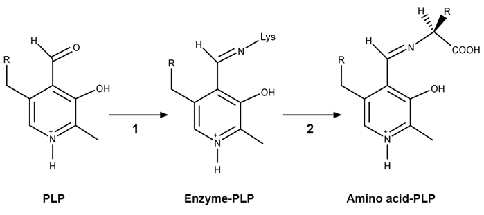 <strong>Passage A limited number of cellular functions exist for D-amino acids, such as the structural role of D-alanine and D-glutamate in bacterial cell walls.&nbsp; Because genetically encoded amino acids are synthesized in the L form, production of D-amino acids depends on enzymes called racemases.&nbsp; With the exception of cysteine, conversion of an L-amino acid to a D-amino acid corresponds to the conversion of an S stereoisomer to an R stereoisomer.&nbsp; The mechanism of conversion requires the formation of a high-energy carbanion intermediate.&nbsp; Although pyridoxal phosphate (PLP)-dependent amino acid racemases such as glutamate racemase use PLP as a coenzyme to stabilize this intermediate, the reaction catalyzed by PLP-independent racemases such as alanine racemase proceeds through the enolate intermediate shown in Figure 1.   <strong>Figure 1</strong>&nbsp; PLP-independent amino acid racemase reactionThe first step in most PLP-dependent reactions is the condensation of an aldehyde group on the coenzyme PLP.&nbsp; This forms a Schiff base linking PLP to a lysine side chain on the enzyme's active site.&nbsp; The lysine is then substituted with the amino acid to be converted from L to D configuration (Figure 2).   <strong>Figure 2</strong>&nbsp; Formation of an amino acid-PLP adductThe next step in PLP-dependent reactions is the removal of the amino acid's α-hydrogen by a base in the enzyme's active site.&nbsp; A quinonoid intermediate and two additional intermediates are formed, as shown in Figure 3.&nbsp; The final step includes the rebonding of PLP to the enzyme's active site and the release of the D-amino acid.   <strong>Figure 3</strong>&nbsp; Intermediates of a PLP-dependent amino acid racemase-catalyzed reactionOther PLP-dependent enzymes participate in the decarboxylation of amino acids via a similar mechanism.&nbsp; Such enzymes break the bond between the carboxylate carbon and α-carbon in an amino acid by forming a quinonoid intermediate, which helps stabilize the carbanion intermediate of the reaction. Adapted from Cava F, Lam H, De pedro MA, Waldor MK. Emerging knowledge of regulatory roles of D-amino acids in bacteria. Cell Mol Life Sci. 2011. Which of the following structures can result from the PLP-dependent decarboxylation of an α-amino acid?  </strong> A)I only B)II only C)II and III only D)I, II, and III <div style=padding-top: 35px> 