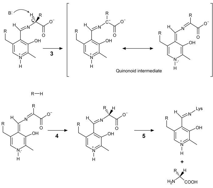 <strong>Passage A limited number of cellular functions exist for D-amino acids, such as the structural role of D-alanine and D-glutamate in bacterial cell walls.&nbsp; Because genetically encoded amino acids are synthesized in the L form, production of D-amino acids depends on enzymes called racemases.&nbsp; With the exception of cysteine, conversion of an L-amino acid to a D-amino acid corresponds to the conversion of an S stereoisomer to an R stereoisomer.&nbsp; The mechanism of conversion requires the formation of a high-energy carbanion intermediate.&nbsp; Although pyridoxal phosphate (PLP)-dependent amino acid racemases such as glutamate racemase use PLP as a coenzyme to stabilize this intermediate, the reaction catalyzed by PLP-independent racemases such as alanine racemase proceeds through the enolate intermediate shown in Figure 1.   <strong>Figure 1</strong>&nbsp; PLP-independent amino acid racemase reactionThe first step in most PLP-dependent reactions is the condensation of an aldehyde group on the coenzyme PLP.&nbsp; This forms a Schiff base linking PLP to a lysine side chain on the enzyme's active site.&nbsp; The lysine is then substituted with the amino acid to be converted from L to D configuration (Figure 2).   <strong>Figure 2</strong>&nbsp; Formation of an amino acid-PLP adductThe next step in PLP-dependent reactions is the removal of the amino acid's α-hydrogen by a base in the enzyme's active site.&nbsp; A quinonoid intermediate and two additional intermediates are formed, as shown in Figure 3.&nbsp; The final step includes the rebonding of PLP to the enzyme's active site and the release of the D-amino acid.   <strong>Figure 3</strong>&nbsp; Intermediates of a PLP-dependent amino acid racemase-catalyzed reactionOther PLP-dependent enzymes participate in the decarboxylation of amino acids via a similar mechanism.&nbsp; Such enzymes break the bond between the carboxylate carbon and α-carbon in an amino acid by forming a quinonoid intermediate, which helps stabilize the carbanion intermediate of the reaction. Adapted from Cava F, Lam H, De pedro MA, Waldor MK. Emerging knowledge of regulatory roles of D-amino acids in bacteria. Cell Mol Life Sci. 2011. Which of the following structures can result from the PLP-dependent decarboxylation of an α-amino acid?  </strong> A)I only B)II only C)II and III only D)I, II, and III <div style=padding-top: 35px> 