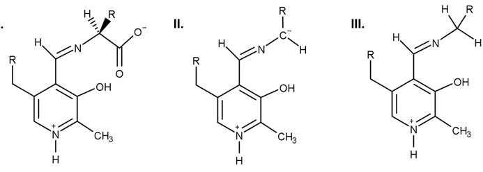 <strong>Passage A limited number of cellular functions exist for D-amino acids, such as the structural role of D-alanine and D-glutamate in bacterial cell walls. Because genetically encoded amino acids are synthesized in the L form, production of D-amino acids depends on enzymes called racemases. With the exception of cysteine, conversion of an L-amino acid to a D-amino acid corresponds to the conversion of an S stereoisomer to an R stereoisomer. The mechanism of conversion requires the formation of a high-energy carbanion intermediate. Although pyridoxal phosphate (PLP)-dependent amino acid racemases such as glutamate racemase use PLP as a coenzyme to stabilize this intermediate, the reaction catalyzed by PLP-independent racemases such as alanine racemase proceeds through the enolate intermediate shown in Figure 1. <strong>Figure 1</strong> PLP-independent amino acid racemase reactionThe first step in most PLP-dependent reactions is the condensation of an aldehyde group on the coenzyme PLP. This forms a Schiff base linking PLP to a lysine side chain on the enzyme's active site. The lysine is then substituted with the amino acid to be converted from L to D configuration (Figure 2). <strong>Figure 2</strong> Formation of an amino acid-PLP adductThe next step in PLP-dependent reactions is the removal of the amino acid's α-hydrogen by a base in the enzyme's active site. A quinonoid intermediate and two additional intermediates are formed, as shown in Figure 3. The final step includes the rebonding of PLP to the enzyme's active site and the release of the D-amino acid. <strong>Figure 3</strong> Intermediates of a PLP-dependent amino acid racemase-catalyzed reactionOther PLP-dependent enzymes participate in the decarboxylation of amino acids via a similar mechanism. Such enzymes break the bond between the carboxylate carbon and α-carbon in an amino acid by forming a quinonoid intermediate, which helps stabilize the carbanion intermediate of the reaction. Adapted from Cava F, Lam H, De pedro MA, Waldor MK. Emerging knowledge of regulatory roles of D-amino acids in bacteria. Cell Mol Life Sci. 2011. Which of the following structures can result from the PLP-dependent decarboxylation of an α-amino acid? </strong> A)I only B)II only C)II and III only D)I, II, and III
