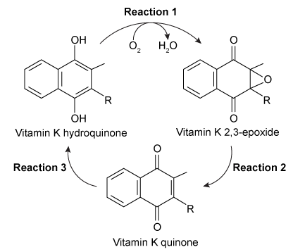 <strong>Passage Hemophilia B is a blood clotting disorder caused by a factor IX (FIX) deficiency.&nbsp; FIX is a 57-kDa, vitamin K-dependent protease that activates factor X, leading to the conversion of prothrombin to thrombin for propagation of the clotting cascade.&nbsp; Activated FIX has two major domains:&nbsp; a γ-carboxyglutamic acid domain and a serine protease domain.&nbsp; The γ-carboxyglutamic acid domain participates in the oxidation of vitamin K using metallic cofactors, as shown in Figure 1.   <strong>Figure 1</strong>&nbsp; Oxidation of vitamin KTo further analyze the γ-carboxyglutamic acid-rich domain of FIX, an analogous synthetic peptide composed of matching residues 1 through 49 on FIX was evaluated by proton nuclear magnetic resonance (NMR) spectroscopy.&nbsp; Analysis of the proton chemical shift before the addition of metal ions suggested that the synthetic peptide contained normal structural elements.&nbsp; Large chemical shifts were observed after the addition of calcium and beryllium, as shown in Figure 2.   <strong>Figure 2</strong>&nbsp; Results of NMR spectroscopy (tetramethylsilane [TMS] peak has been removed)The synthetic analog was then placed in solution with vitamin K hydroquinone and cofactors required for vitamin K oxidation.&nbsp; The oxidation products of vitamin K in Reactions 1 and 2 were collected and evaluated under high-performance liquid chromatography (HPLC) using hexane as the mobile phase.&nbsp; Analysis demonstrated cis and trans isomers of vitamin K<sub>1</sub> and a trans-epoxy vitamin K<sub>1</sub>, as shown in Figure 3.   <strong>Figure 3</strong>&nbsp; Results of HPLC separation Adapted from Freedman SJ, Furie BC, Furie B, Baleja JD. Structure of the metal-free gamma-carboxyglutamic acid-rich membrane binding region of factor IX by two-dimensional NMR spectroscopy. J Biol Chem. 1995. The addition of metallic ions to FIX causes a conformational change that leads to induction of FIX activity, as shown in Figure 2.&nbsp; The 1 ppm (parts per million) proton peak in the inactivated FIX most likely represents:</strong> A)a comparatively large number of deshielded protons. B)a large amount of hydrogen bonding. C)a nearby atom with high electronegativity. D)a portion of FIX with comparatively shielded protons. <div style=padding-top: 35px> 