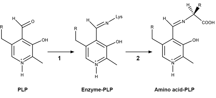 <strong>Passage A limited number of cellular functions exist for D-amino acids, such as the structural role of D-alanine and D-glutamate in bacterial cell walls.&nbsp; Because genetically encoded amino acids are synthesized in the L form, production of D-amino acids depends on enzymes called racemases.&nbsp; With the exception of cysteine, conversion of an L-amino acid to a D-amino acid corresponds to the conversion of an S stereoisomer to an R stereoisomer.&nbsp; The mechanism of conversion requires the formation of a high-energy carbanion intermediate.&nbsp; Although pyridoxal phosphate (PLP)-dependent amino acid racemases such as glutamate racemase use PLP as a coenzyme to stabilize this intermediate, the reaction catalyzed by PLP-independent racemases such as alanine racemase proceeds through the enolate intermediate shown in Figure 1.   <strong>Figure 1</strong>&nbsp; PLP-independent amino acid racemase reactionThe first step in most PLP-dependent reactions is the condensation of an aldehyde group on the coenzyme PLP.&nbsp; This forms a Schiff base linking PLP to a lysine side chain on the enzyme's active site.&nbsp; The lysine is then substituted with the amino acid to be converted from L to D configuration (Figure 2).   <strong>Figure 2</strong>&nbsp; Formation of an amino acid-PLP adductThe next step in PLP-dependent reactions is the removal of the amino acid's α-hydrogen by a base in the enzyme's active site.&nbsp; A quinonoid intermediate and two additional intermediates are formed, as shown in Figure 3.&nbsp; The final step includes the rebonding of PLP to the enzyme's active site and the release of the D-amino acid.   <strong>Figure 3</strong>&nbsp; Intermediates of a PLP-dependent amino acid racemase-catalyzed reactionOther PLP-dependent enzymes participate in the decarboxylation of amino acids via a similar mechanism.&nbsp; Such enzymes break the bond between the carboxylate carbon and α-carbon in an amino acid by forming a quinonoid intermediate, which helps stabilize the carbanion intermediate of the reaction. Adapted from Cava F, Lam H, De pedro MA, Waldor MK. Emerging knowledge of regulatory roles of D-amino acids in bacteria. Cell Mol Life Sci. 2011. Which of the following is true regarding the relative reactivity of carbanion and carbocation species?</strong> A)A primary carbanion is more stable than a tertiary carbanion. B)A primary carbocation is more stable than a tertiary carbocation. C)A tertiary carbanion is more stable than a primary carbanion. D)Reactivity is independent of surrounding alkyl groups. <div style=padding-top: 35px> 