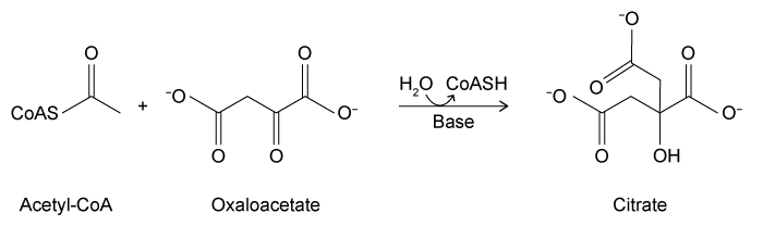 <strong>Passage Aldehydes are organic compounds encountered in everyday life and used as intermediates in metabolism. Common aldehydes include formaldehyde, which is used in the fixation of tissues, and cinnamaldehyde, which provides the flavor and smell of cinnamon (Figure 1). <strong>Figure 1</strong> Common aldehydesThe aldol condensation shown in Figure 2 is an important carbon-carbon bond-forming reaction that has many applications in the synthesis of bioactive molecules. It also takes place in some metabolic processes, such as the citric acid cycle and gluconeogenesis. The aldol condensation begins with the aldol reaction, which can be acid- or base-catalyzed and requires nucleophilic addition to a carbonyl to provide the aldol product, which can be a β-hydroxy ketone or aldehyde. The final step of the aldol condensation consists of an acid- or base-catalyzed dehydration of the aldol product to yield an α,β-unsaturated ketone or aldehyde. <strong>Figure 2</strong> General aldol reaction and condensationThe reverse of an aldol reaction or condensation is known as a retro-aldol, which is important in metabolism, most notably in glycolysis. This reaction breaks a carbon-carbon bond to form aldehydes and/or ketones. In glycolysis, fructose 1,6-bisphosphate is broken down into an aldehyde and a ketone, glyceraldehyde 3-phosphate (GAP) and dihydroxyacetone phosphate (DHAP), respectively (Figure 3). <strong>Figure 3</strong> Retro-aldol in glycolysis Which of the following compounds would be a plausible intermediate in the base-catalyzed aldol reaction of the first step of the citric acid cycle shown below? </strong> A) B) C) D)