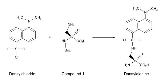 <strong>Passage Fluorescent amino acids are useful for labeling proteins because they can be visualized spectroscopically, facilitating the study of protein structure and interactions.&nbsp; The noncanonical amino acid dansylalanine, a fluorescent amino acid that is sensitive to the hydrophobicity of its environment, is a good candidate to be incorporated into proteins because of its small size and fluorescent capabilities.&nbsp; Dansyl chloride and Compound 1 were used to synthesize dansylalanine, as shown in Reaction 1.&nbsp; Dansylalanine absorbs maximally at 340 nm and emits at approximately 540 nm.   <strong>Reaction 1</strong>&nbsp; Synthesis of dansylalanineA leucyl-tRNA synthetase from Escherichia coli was engineered to aminoacylate bacterial tRNAs containing a CUA anticodon with dansylalanine.&nbsp; After verifying that the tRNA/synthetase pair does not interact with endogenous amino acids or tRNAs, it was transfected into the yeast Saccharomyces cerevisiae along with a plasmid encoding a mutated human superoxide dismutase (hSOD).&nbsp; Using this system, dansylalanine was genetically incorporated into hSOD in place of either Gln-16 or Trp-33, and expressed in S. cerevisiae.Position 16 is located on the surface of hSOD at the N-terminus of a β-strand, and position 33 lies in the center of a strand within a β-barrel.&nbsp; To probe changes in the structure of hSOD, researchers exposed the purified protein to guanidinium chloride (GdmCl) to denature the protein at concentrations ranging 0-4.5 M.&nbsp; The experiment was conducted in a 35 mM sodium phosphate buffer at pH 7.2.&nbsp; The fluorescence of hSOD with dansylalanine at either position 16 or 33 was monitored at each GdmCl concentration, and the results of the unfolding experiment are shown in Figure 1.   <strong>Figure 1</strong>&nbsp; Plot of dansylalanine fluorescence at different concentrations of GdmCl Adapted from Summerer D, Chen S, Wu N, Deiters A, Chin JW, Schultz PG. A genetically encoded fluorescent amino acid. Proc Natl Acad Sci USA. 2006. What is the charge of the N-terminus during the protein unfolding experiment?</strong> A)+1, because the amine group is not protonated B)+1, because the amine group is in the conjugate acid form C)0, because the amine group is protonated D)0, because the amine group is in the conjugate base form <div style=padding-top: 35px> 
