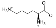Citrulline is an important component in the urea cycle and in the cellular production of nitric oxide (NO) . When L-arginine is oxidized via a nitric oxide synthase (NOS) enzyme, it results in the formation of L-citrulline and the release of NO(g) . Which structure most likely corresponds to citrulline? A) B) C) D)