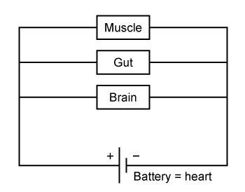 Passage In hemodynamics, blood flow through the cardiovascular system can be modeled as an electric circuit in which the blood serves as electricity, the blood vessels as resistive wires, and the heart as a battery (see Figure 1) .    <strong>Figure 1</strong>  Cardiovascular circuit modelOhm's law states that the voltage drop ΔV across each element, the current I flowing through it, and its electrical resistance R are related by ΔV = IR.  In a blood vessel, pressure difference between one vessel and the next ΔP replaces ΔV, volumetric blood flow Q replaces I, and vascular resistance R replaces electrical resistance.  Therefore, Ohm's law for blood flow in a vessel isΔP = QR<strong>Equation 1</strong>Vascular resistance is due to the blood's viscosity η and the dimensions of the vessel through which it flows.  Assuming blood vessels are cylinders, R can be approximated as    <strong>Equation 2</strong>where L is the length of the vessel, and r is its inner radius.  If Equation 2 is combined with Equation 1, the resulting equation is Poiseuille law.In a study of the circulatory system in rats, researchers measured the intravascular blood pressure of the mesenteric blood vessels.  The mesentery is the set of tissues that holds the intestines in place.  Blood flows in the following order:  aorta, superior mesenteric artery (SMA) , arterial arcade, venous arcade, superior mesenteric vein (SMV) .For the procedure, catheters with pressure transducers were inserted into each vessel via laparotomy.  Laparotomy is an invasive procedure that involves a surgical incision into the abdominal cavity.  Blood pressure measurements were taken simultaneously at the proximal end (beginning)  of each blood vessel.    <strong>Figure 2</strong>  Mesenteric blood pressure profile of rats (Note: SMA = superior mesenteric artery; SMV = superior mesenteric vein.)  -In the image shown, a simplified cardiovascular system is modeled as an electrical circuit.  Which of the following would occur if the blood flow to the brain is blocked?  (Assume that the blood pressure supplied by the heart remains unchanged.)    A) Total vascular flow resistance will increase B) Pressure drop across the muscle will increase C) Blood flow through the gut will always increase D) Blood flow throughout the cardiovascular system will stop