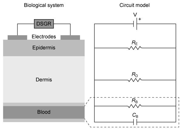 Passage The electric capacitance of biological tissues serves as the basis for numerous medical technologies.  For example, dielectric spectroscopy glucose reading (DSGR)  is a noninvasive diagnostic technique that uses the electric capacitance of blood to estimate blood glucose levels.A DSGR device records the electric current that results from applying a voltage source to the skin and underlying blood vessels.  DSGR can be modeled by the circuit shown in Figure 1, in which V represents the applied potential, C<sub>B</sub> represents the capacitance of the blood, and R<sub>E</sub>, R<sub>D</sub>, and R<sub>B</sub> represent the electrical resistances of the epidermis, the dermis, and the blood, respectively.    <strong>Figure 1</strong>  DSGR circuit model including skin and superficial blood vesselThe capacitance of charged blood may be explained by red blood cell membranes acting as physical barriers that separate electrons introduced into the blood from positively charged ions in the red blood cell cytoplasm.  The dielectric constant k of red blood cell membranes varies with glucose concentration (Figure 2)  because glucose uptake by red blood cells alters the activity of membrane-bound proteins that regulate the flow of ions into and out of the cell.    <strong>Figure 2</strong>  Blood dielectric constant vs blood glucose concentrationDSGR readings vary with blood glucose concentration because the time needed to fully charge the blood is related to total blood capacitance.  However, interpreting DSGR readings may be complicated by changes in biological variables other than blood capacitance.  For example, the resistivity of blood varies in accordance with osmolarity such that changes in diet or hydration status influence the current measured by DSGR devices. Livshits, L. et al.  Dielectric response of biconcave erythrocyte membranes to D- and L-glucose.  J. Phys. D: Appl. Phys. 40 (2007) , 15-19. -Assuming that the size and shape of red blood cells are uniform, by what factor would the quantity of red blood cells need to change to raise the capacitance of a blood sample to 250% of its original value? A) 2/5 B) (2/5) <sup>2</sup> C) 5/2 D) (5/2) <sup>2</sup>