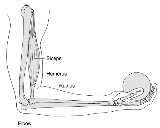 Passage The humerus bone in the upper arm and the radius bone in the lower arm can be modeled as a lever with the elbow joint as the pivot point.  Movement about the elbow results from a combination of internal and external forces acting on these bones.  The primary internal force is generated from contractions of skeletal muscles; a 1-cm<sup>2</sup> cross-sectional area of skeletal muscle can generate a maximum of 7 × 10<sup>6</sup> dynes of force (1 dyn = 1 g⋅cm/s<sup>2</sup>) .  Friction between the humerus and the radius at the elbow is another internal force that can affect arm movements.  As people age, cartilage degeneration decreases the lubrication between bones, which increases the coefficients of static and kinetic friction.The contraction of the biceps, a skeletal muscle in the upper arm, exerts a pulling force on the radius in the lower arm.  If the torque generated by this muscle exceeds that of any opposing internal and external forces, the arm curls about the elbow.  This specific type of movement is known as a concentric muscle contraction.The following experiments were performed with a 30-year-old male subject.  Electrodes were placed around the subject's biceps and attached to an electromyograph, a device that measures the electrical activity of skeletal muscle contractions.  The estimated weight of the subject's lower arm is 45 N, and the subject's lower arm segments to the elbow are shown in Table 1.<strong>Table 1</strong>  Lower Arm Segment Lengths     Experiment 1The subject kept his entire arm stationary and in a fixed position while holding balls of varying masses.  The upper arm was perpendicular to the ground, and the lower arm was parallel to the ground (Figure 1) .    <strong>Figure 1</strong>  The fixed position of the arm during Experiment 1Experiment 2The subject kept his upper arm stationary and perpendicular to the ground while lifting and lowering balls of varying masses. Adapted from N. Ozkaya, Fundamentals of Biomechanics. (C)  2016 Springer. -During Experiment 2, the subject lifts a ball with a mass m a vertical distance d<sub>1</sub> and then lowers the ball a greater vertical distance d<sub>2</sub>.  What is the net work done by gravity on the ball? A) W = 0 for all cases because gravity is a conservative force B) W = mg(d<sub>2</sub> − d<sub>1</sub>) , because gravity does work to lift and lower the ball C) W = mgd<sub>2</sub>, because gravity does work only to lower the ball D) W = mg(d<sub>1</sub> + d<sub>2</sub>) , because gravity does work only on the net vertical path