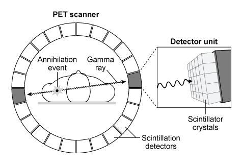 Passage Positron emission tomography (PET)  is a medical imaging technique used for the detection of tumors and the evaluation of neurological functions.  A radiopharmaceutical (radioactive tracer)  injected into a patient undergoes positive beta decay and emits a positron.  The positron undergoes an annihilation event with a nearby electron (<1 mm away) , which emits a pair of 511 keV gamma ray photons traveling in opposite directions.  The gamma rays are detected by a ring of scintillation detectors surrounding the patient, as shown in Figure 1.  The difference in detection time between the two gamma rays from the same annihilation event is used to determine its location.  An image is constructed from data collected from multiple emission events.    <strong>Figure 1</strong>  Basic setup and process of positron emission tomographyScintillation, the emission of detectable light when excited electrons return to their ground state, occurs in crystals within the detectors due to the transfer of energy from the high energy gamma rays.  The wavelength of the emitted light depends exclusively on the type of scintillation material used (Table 1) .<strong>Table 1</strong>  Common PET Scintillating Crystal Materials    The electrons in the scintillating crystals are excited through Compton scattering, a process in which a gamma ray photon acts as a particle, and transfers energy to an electron via collision.  Subsequently, the photon scatters (travels in a new direction)  and its wavelength changes.  The percent change in the wavelength of the photon due to the energy loss is    <strong>Equation 1</strong>where θ is the angle between the scattered photon and electron.  Equation 1 is represented in Figure 2.    <strong>Figure 2</strong>  Percent change in photon wavelength due to Compton scattering  -What is the frequency of the gamma rays emitted in PET?  (Note:  Use h = 4 × 10<sup>−15</sup> eV⋅s.)  A) 1.28 × 10<sup>20</sup> Hz B) 1.28 × 10<sup>17</sup> Hz C) 2.44 × 10<sup>−9</sup> Hz D) 2.44 × 10<sup>−12</sup> Hz